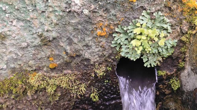 close up of clear water flowing out of a circular drain hole in a rustic mossy stone wall with green lichen