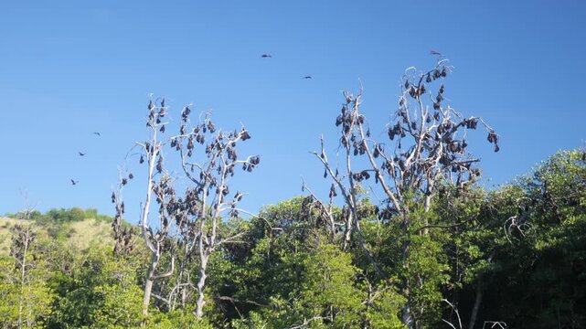 Large colony of flying foxes soaring above mangrove forest on Bat Island in Riung 17 Islands Marine Park, Indonesia, captured in daylight over coastal tropical habitat