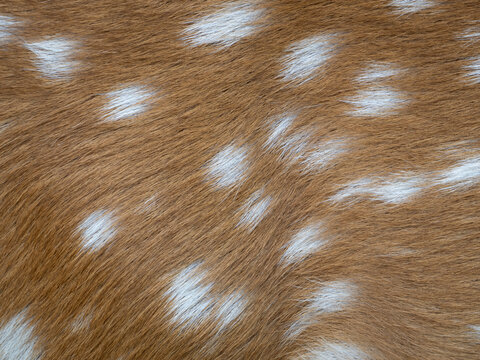 Close up Spotted deer or Spotted fur for Background.