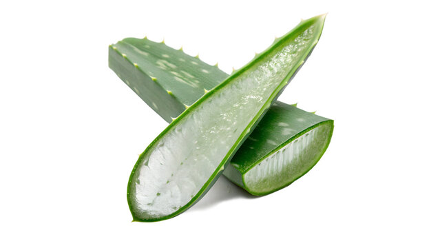 Slices of fresh green aloe vera plant showing rich moisturizing gel isolated on transparent background cut out