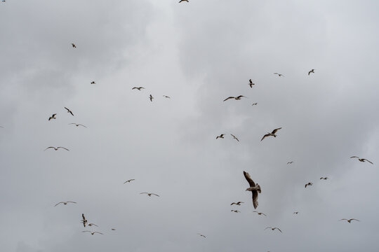 Flock of European Herring Gulls in Flight Over the Beach at Low Tide in Clevedon, Somerset, England