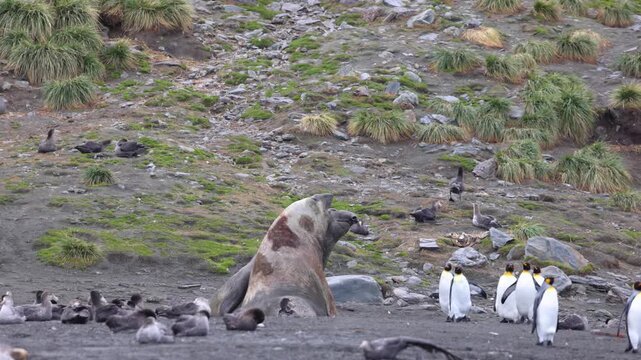 Male southern elephant seal (Mirounga leonina, Phocidae) displaying territorial dominance posture in South Georgia, subantarctic islands, breeding colony behavior, slow motion telephoto wildlife shot.