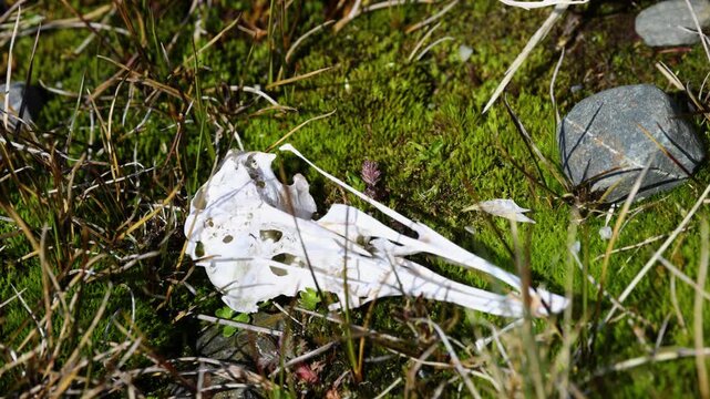 Bird skull resting on moss tundra in South Georgia, subantarctic islands, static top down wildlife remains shot showing natural decomposition in polar ecosystem.