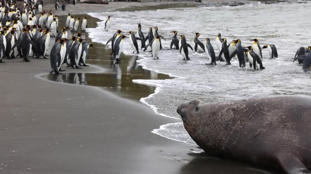 Male southern elephant seal (Mirounga leonina) rests beside king penguins (Aptenodytes patagonicus) on South Georgia shoreline, subantarctic wildlife telephoto shot.