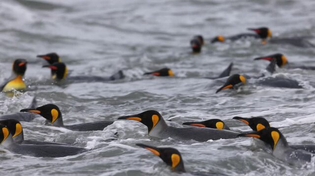 King penguins (Aptenodytes patagonicus, Spheniscidae) porpoise through surf in South Georgia, subantarctic islands, shallow depth telephoto tracking shot.