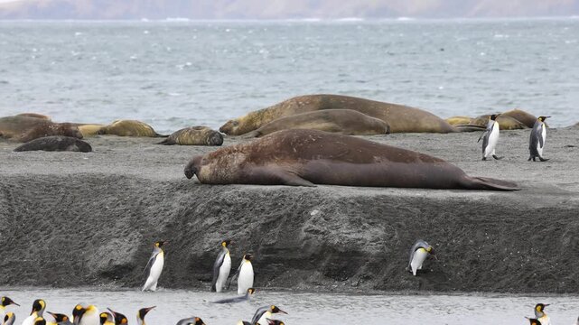 Southern elephant seal (Mirounga leonina) rests beside king penguins colony (Aptenodytes patagonicus) on South Georgia shoreline, subantarctic wildlife telephoto static shot.