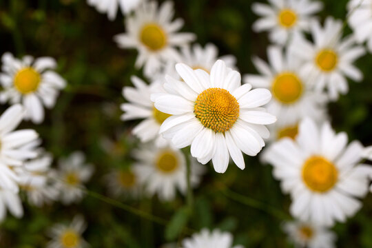 Matricaria chamomilla in a clearing