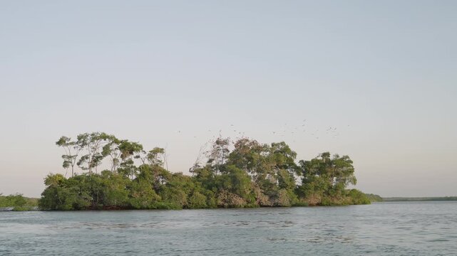 Scarlet Ibis Birds In An Island In Parna&iacute;ba, Brazil - Wide Shot