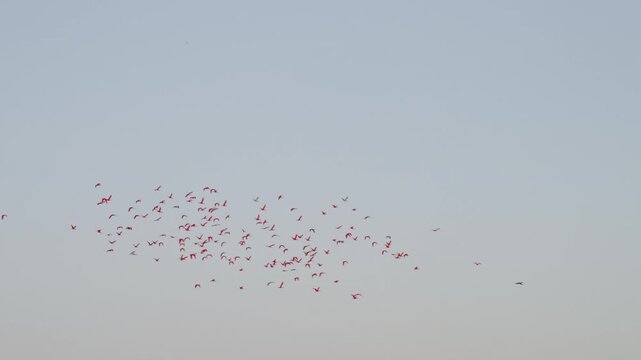 Flock Of Flying Scarlet Ibis In Parna&iacute;ba, Brazil - Low Angle Shot