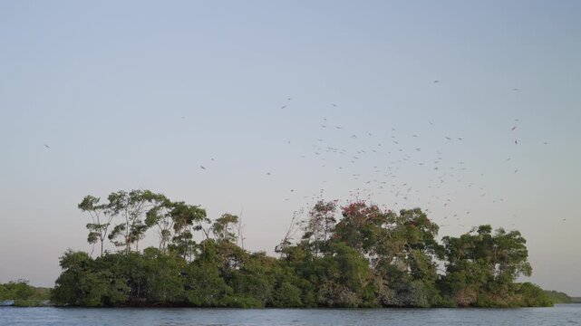 Scarlet Ibis On The Delta Of The Parnaiba In Brazil - Wide Shot
