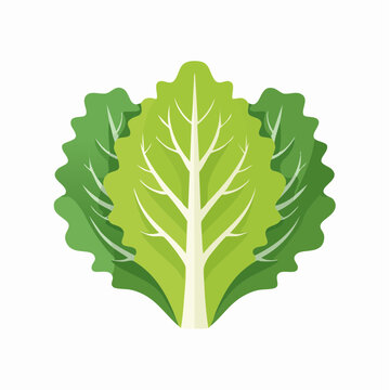 Illustration of fresh green lettuce leaves