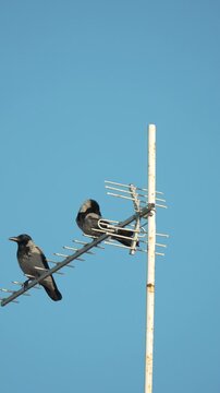 Crows, antenna, blue sky, two urban hooded birds perched on a TV aerial cleaning feathers in warm morning sunlight.