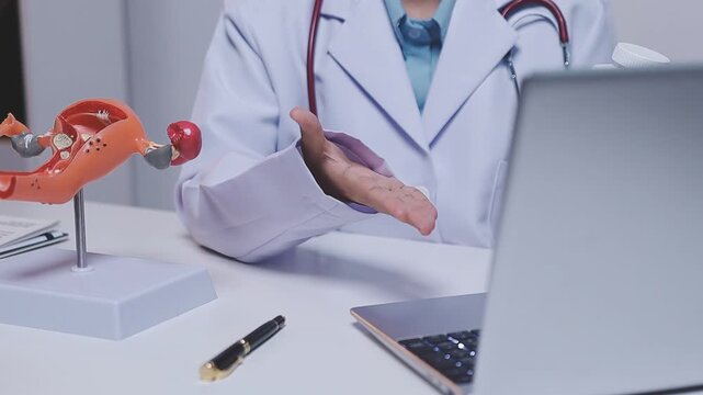Doctor holding human uterus model for vaginal and cervix pap smear check up in the obstetrics and gynecology.