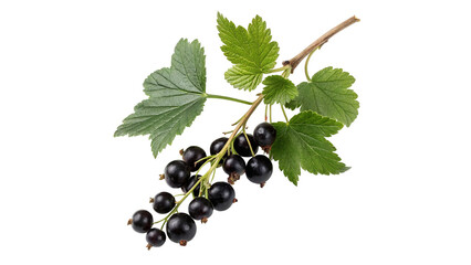 Small branch of fresh black currant berries with green leaves isolated on transparent background © Pavel