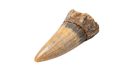 Fossilized sharp prehistoric animal tooth or predator fang specimen on transparent background © Ivanka