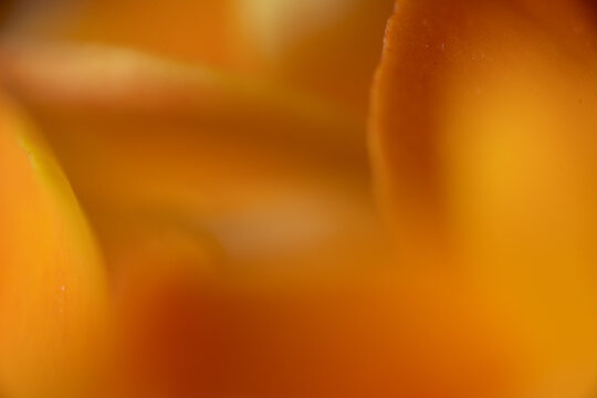 blatt makro orange pflanze