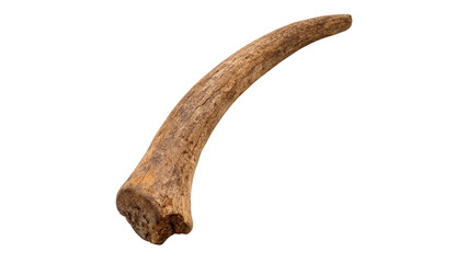 Fossilized animal bone fragment prehistoric archaeological specimen artifact on transparent background © Ivanka
