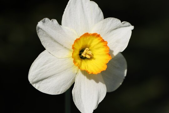 Poet's daffodil (Narcissus poeticus) blooming in a garden