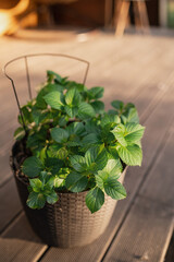 Obraz premium Hydrangea in a pot on the terrace, green leaves