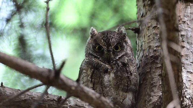 Oriental Scops Owl Perching on Tree Branches
