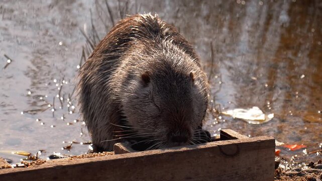 Adorable wild nutria, or coypu, munching on food from a wooden feeding trough while standing in a shallow pond, showcasing its wet fur and orange teeth in its natural habitat on a sunny day