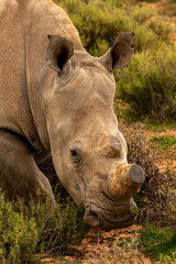Obraz premium White Rhinoceros with Trimmed Horn Grazing in African Bushland
