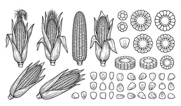Corn outline illustration collection whole cobs kernels vector set