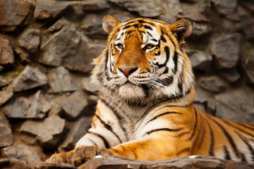 Fototapeta premium Majestic siberian tiger resting on rocky ground with big cat predator wildlife carnivore siberian