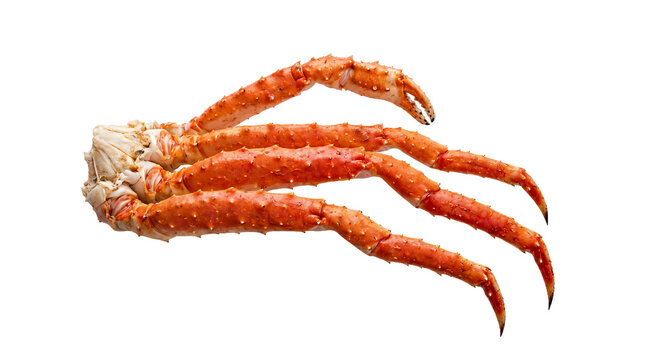 King crab leg displays bright orange shell segments and sharp claws on a stark white background.