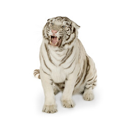 Obraz premium Roaring white tiger sitting against plain background with big cat predator wildlife carnivore snarling