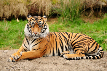 Obraz premium Relaxed bengal tiger lying on the earth in a grassy nature habitat with predator wildlife carnivore