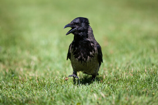 Hooded Crow (Corvus cornix) walking on green grass