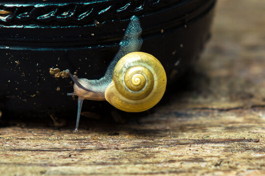 Gastropoda snail climbing a dark surface on a wooden texture