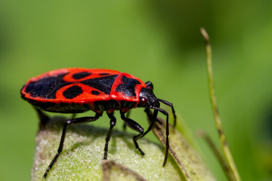 Firebug (Pyrrhocoris apterus) on a green plant