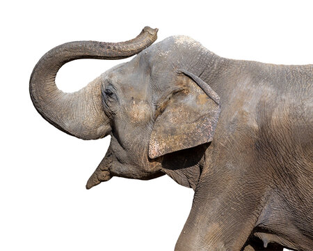 Profile of a happy young elephant with raised trunk isolated on a clear background png