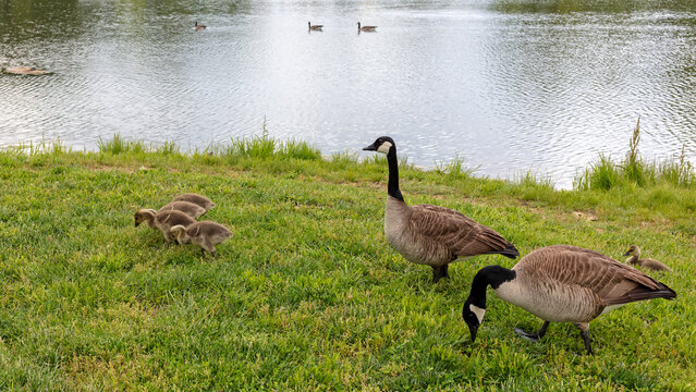 canada goose and goslings near a lake in a park 