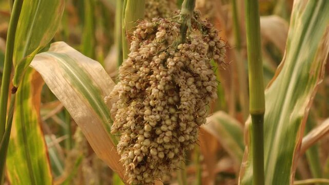 Ripe Sorghum Grain Head Ready for Harvest. Close-Up of Mature Sorghum Crop in Field. Sustainable Farming of Drought-Resistant Sorghum Crop. Healthy Jowar Millet Crop Yield in India