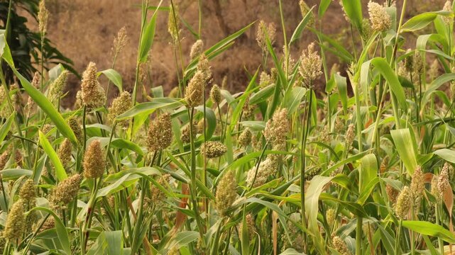 Sorghum Plantation Field with Growing Grain Heads. Green Sorghum Crop Rows Swaying in Wind. Sustainable Cultivation of Sorghum in Rural Farm. Drought-Resistant Grain Crops Growing in Agricultural Land