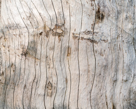 Natural wood texture background