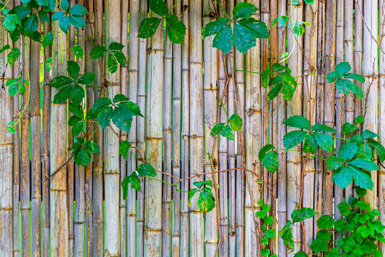 Background with a bamboo wall and vines