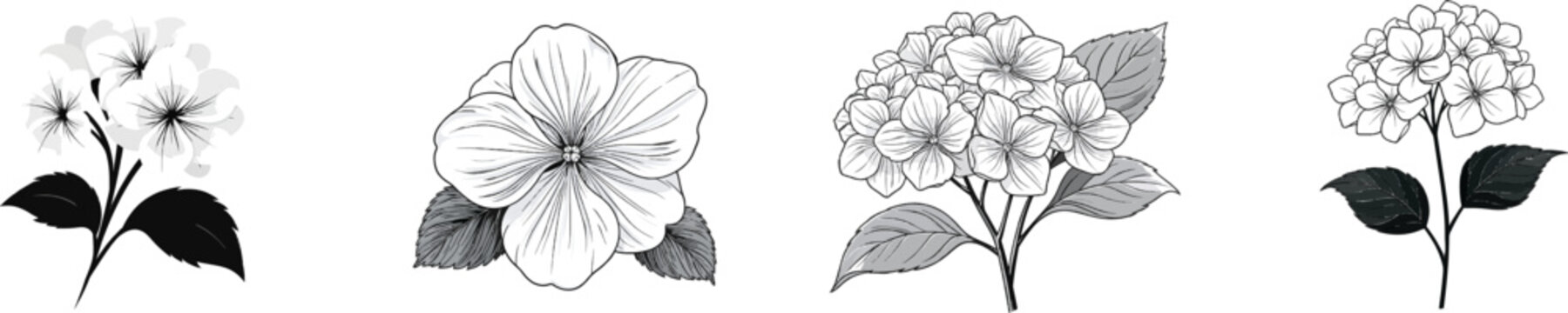 A minimalist botanical illustration of white hydrangea flowers with black lines against a stark white background, showcasing crisp sharpness and high contrast for vector tracing