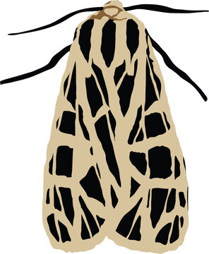 Parthenice tiger moth illustration isolated on transparent background.