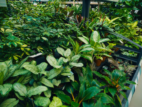 Assortment of green houseplants on shelves in a garden center. Aglaonema, schefflera and other tropical foliage plants in pots at a greenhouse nursery store for interior decoration.