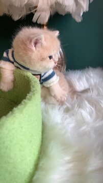 Adorable fluffy kitten playing under white feather boas in soft green light