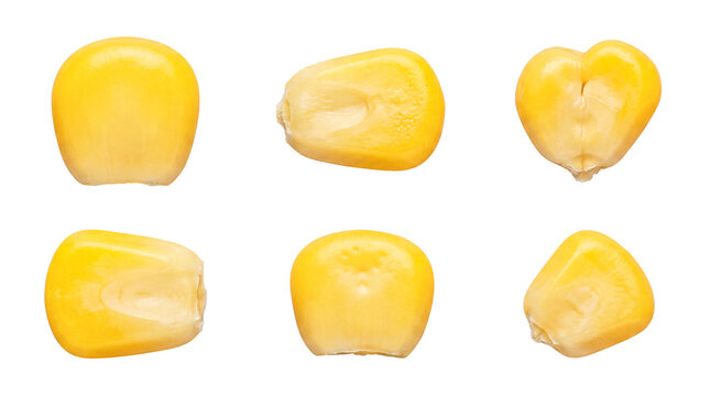Vibrant yellow corn kernels photographed from various angles, isolated on a transparent background.