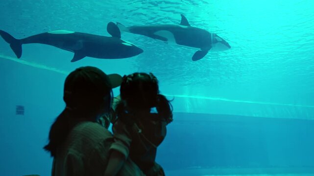 Silhouette of Asian mother and little daughter looking at killer whales swimming underwater in aquarium, happy family enjoying orca whale show on summer vacation travel, marine life learning