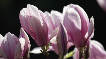 Obraz premium Magnolia flowers spring beautiful pink blossoms blooming close up against a dark background in a peaceful outdoor garden setting