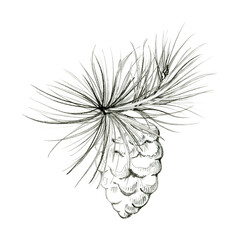 Textured pine cone on conifer branch, long fine needles. Cozy winter forest arrangement. Pencil hand drawn sketch with detailed shading. Holiday invitations, gift tags, wrapping paper, seasonal decor. © Elena