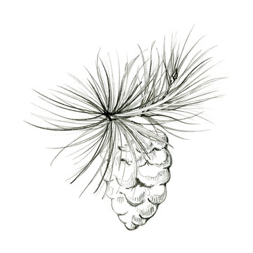 Textured pine cone on conifer branch, long fine needles. Cozy winter forest arrangement. Pencil hand drawn sketch with detailed shading. Holiday invitations, gift tags, wrapping paper, seasonal decor.