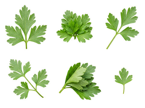 Assorted fresh green parsley leaves, vibrant and healthy, perfectly isolated on a transparent background.